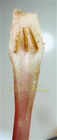  Corolla Tube V.S. with stamens